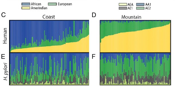 Admixture proportions of human (C and D) and H. pylori (E and F) ancestry (n = 233). Each human host and his or her corresponding H. pylori isolate are represented by a vertical bar spanning both panels, with admixture proportions denoted by color. (C) Humans from the coastal region. (D) Humans from the mountain region. (E) H. pylori from the coastal region. (F) H. pylori from the mountain region. For the human admixture, blue = African, green = European, and Amerindian = yellow. For the H. pylori admixture, blue = AA1, green = AE2, gray = AE1, and lime green = AEA.