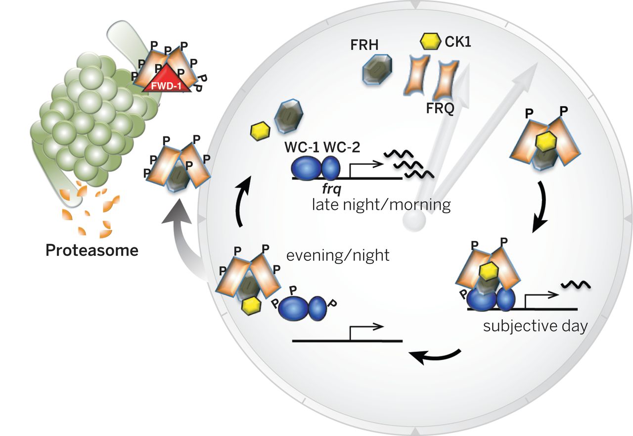 Distinct roles for FRQ phosphorylation and degradation in the clock. White Collar-1 and -2 (WC-1 and WC-2) activate frq expression and FRQ (with FRH and CK1) later inhibit expression. FRQ phosphorylation affects interactions with WC-1/WC-2, reducing inhibition. By influencing these key interactions, FRQ phosphorylations determine the rate at which core clock events, those within the clock face, occur. After key phosphorylations close the loop, degradation-related events need not affect circadian period.