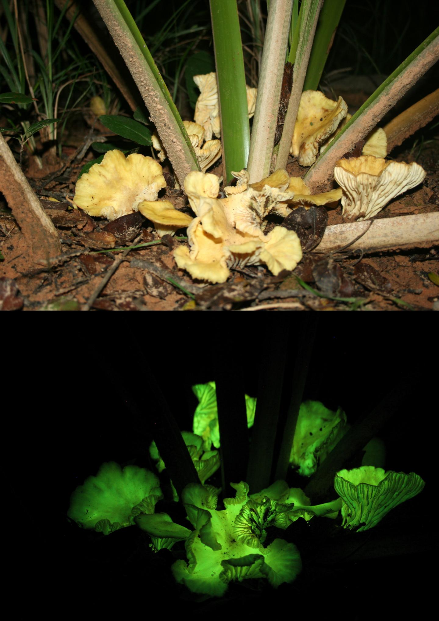These are N. gardneri mushrooms growing on the base of a young babassu palm in Gilbués, PI, Brazil. Photo credit: Michele P. Verderane/IP-USP-2008