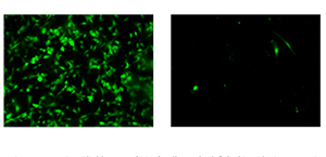 Invasion assays using Glioblastoma (GBM) cells on the left lacking Id4, in comparison to the same cells being genetically engineered to express Id4 on the right. Every invaded cell in this assay is colored green and the assay showed that the cells on the left, lacking Id4, invaded much more than the cells on the right in which there was forced expression of Id4.