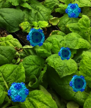 Cowpea mosaic virus particles (in blue) and Nicotiana benthamiana (or tobacco) plants - the production machinery (plants) of the cowpea mosaic virus (blue). Image courtesy of Case Western Reserve.