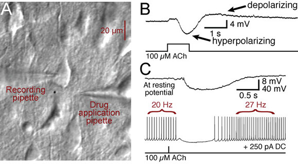 Cholinergic inhibition of cortical neurons