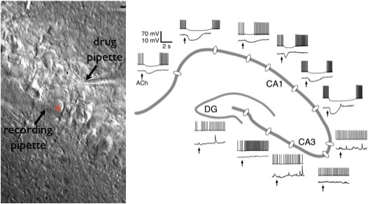 This figure shows a DIC image of a layer 5 pyramidal neuron in the prefrontal cortex (A) and electrical recordings from that neuron (B and C) showing responses to focal ACh application (1 sec duration in B, 40 ms duration in C). Note that ACh hyperpolarizes the pyramidal neuron from resting membrane potentials, and inhibits action potential generation during spiking. A delayed excitation can be seen as depolarization (in B) and increased spike frequency (in C).
