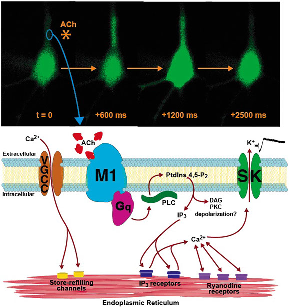 responses to acetylcholine (ACh) in hippocampal pyramidal neurons