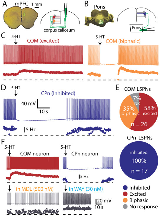 Selective serotonergic activation of callosal-projection neurons
