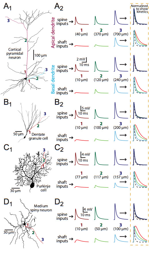 Spines allow uniform local depolarization at the site of synaptic input