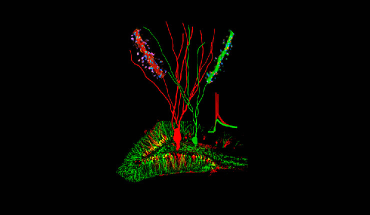Retroviral injections label control neurons (green) and neurons lacking the autism-associated gene Pten (red) in the mouse dentate gyrus. Neuronal reconstructions and images of dendritic spines with labeled synapses demonstrate that Pten knockout increases cell size and synapse number, resulting in neuronal hyperactivity. Parallel morphological and physiological analyses underscore the tight coupling of neuronal structure to function.