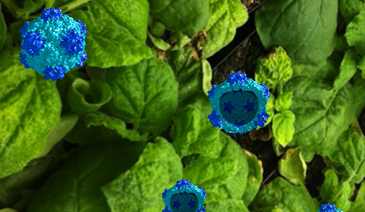 Simple Shell of Plant Virus Sparks Immune Response to Cancer