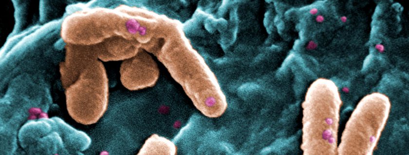 Study Reveals that Bacteria Use “Memory” to Form Biofilms